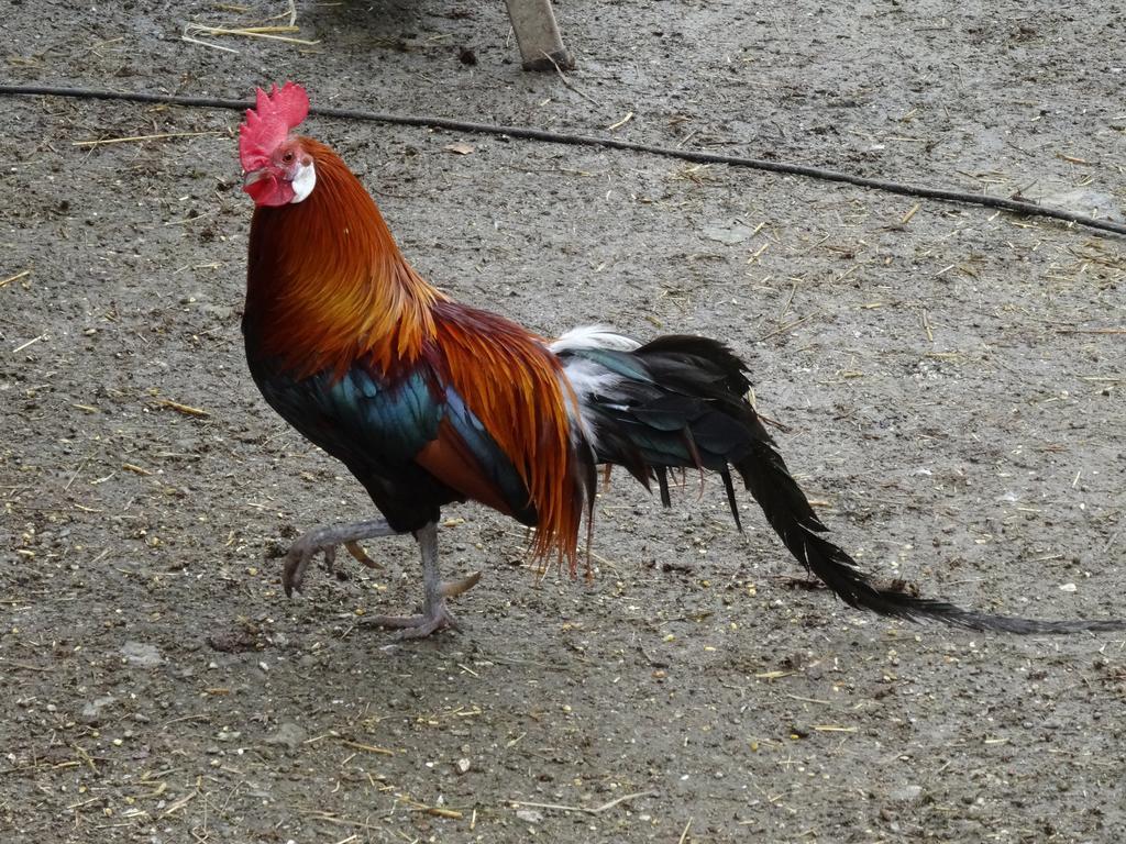 Winnewieser Vandoies Εξωτερικό φωτογραφία